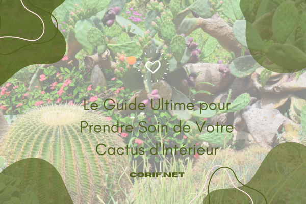 Le Guide Ultime pour Prendre Soin de Votre Cactus d'Intérieur