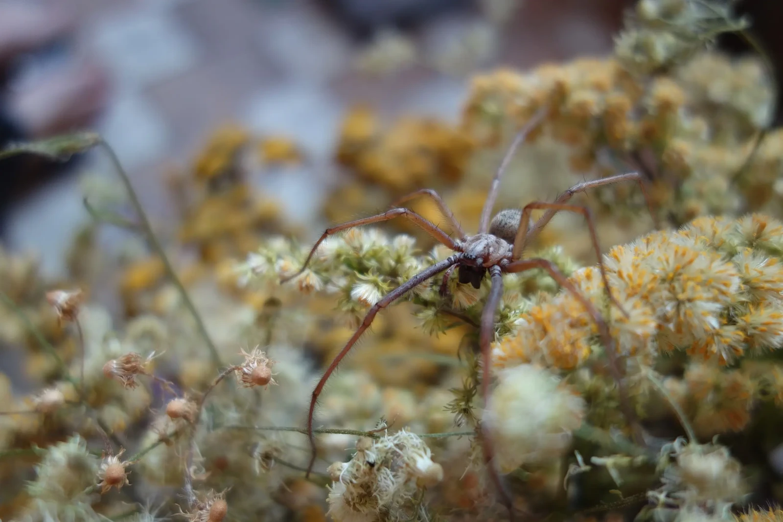 La tégénaire noire: Comment vivre en harmonie avec cette araignée bénéfique