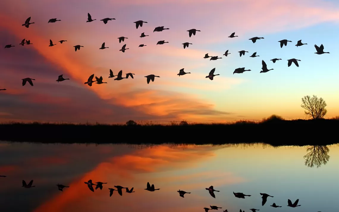 Les Secrets de la Migration des Oiseaux: 7 Faits Surprenants à Connaître