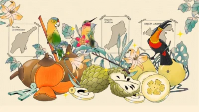 Illustration colorée de cucurbitacées et oiseaux tropicaux (colibris, toucan) représentant la biodiversité des régions andine, caribéenne et amazonienne