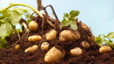 Plantation de pommes de terre en France avec des tubercules fraîchement récoltés dans la terre fertile