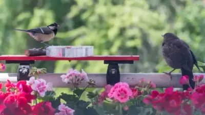 Comment aménager un jardin ou balcon pour les oiseaux urbains