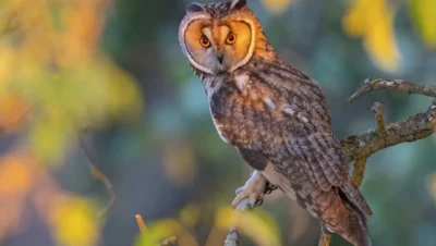 Hibou moyen-duc : que faire si vous trouvez un oisillon tombé du nid ?