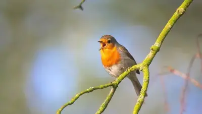 Le chant des oiseaux : comment le reconnaître et le reproduire