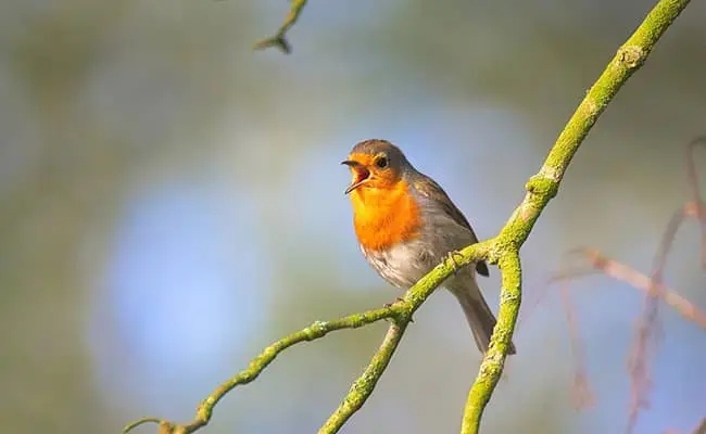 Le chant des oiseaux : comment le reconnaître et le reproduire
