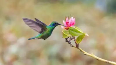 Le colibri - biologie, comportements et rôle écologique (1)