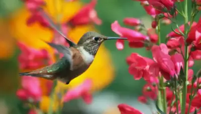 Le colibri face aux menaces environnementales : conservation et avenir