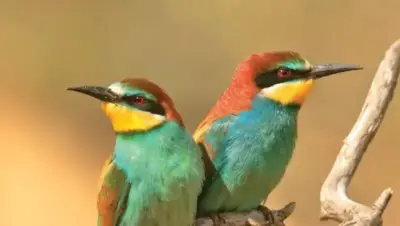 Les oiseaux de France : guide complet des espèces les plus communes