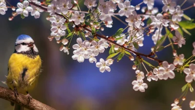 Mésange bleue perchée sur une branche fleurie au printemps, un des oiseaux de jardin les plus communs en France