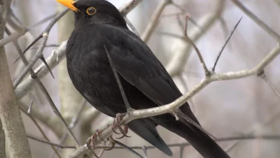 Les oiseaux emblématiques en France : Découverte des espèces les plus connues