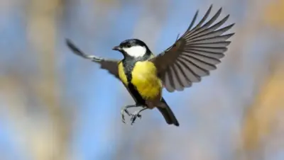Les oiseaux et le changement climatique : impacts et adaptation