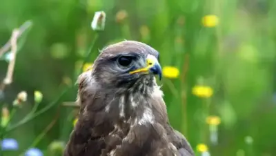 Les rapaces de France : aigles, faucons et chouettes