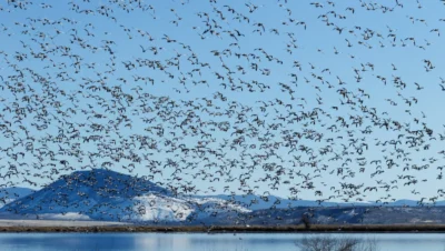 Migration des oiseaux en France : Routes, saisons et lieux d’observation