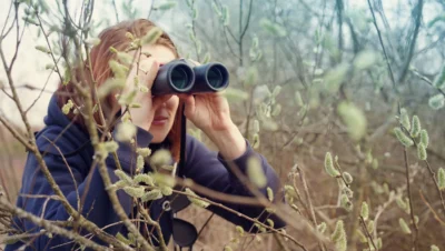 Observation des oiseaux en France : Conseils pratiques pour débutants et passionnés