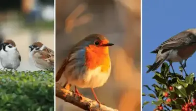 Oiseaux et jardins : comment attirer et protéger les oiseaux chez soi ?