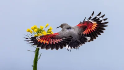 Oiseaux rares et menacés en France : Comment les reconnaître et les protéger
