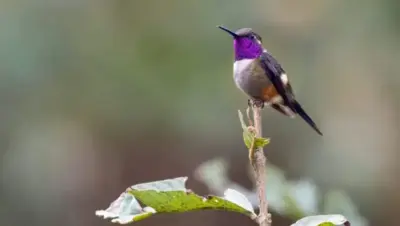 Où observer des colibris ? Guide des destinations et conseils pratiques