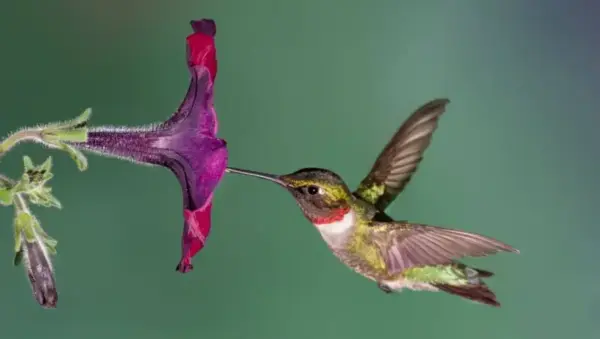 Plantes et jardins favorables aux colibris