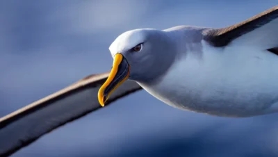 Synthèse ornithologique 2024 : gros plan d’un oiseau marin en vol au-dessus de l’océan, illustrant les nouvelles observations aviaires